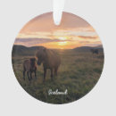 Search for icelandic horse Nature