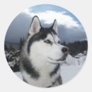 Search for siberian husky stickers Puppy