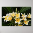 Search for frangipani flower art Flowers