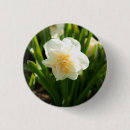 Search for white daffodil buttons Daffodils