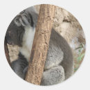 Search for koala stickers Jungle