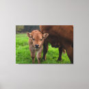 Search for dairy cow canvas prints Cattle