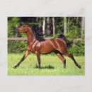 Recherche de cheval arabe cartes postales Équestre