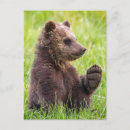 Recherche de ourson cartes postales Patte