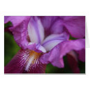 Recherche de poils photographie Iris