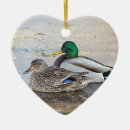 Search for male ornaments Animal