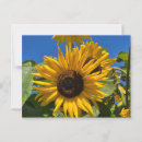Search for fall flower postcards Sunflower