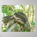 Search for anaconda posters Reptile