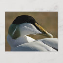 Recherche de eider posters Oiseau