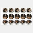 Search for sheltie Shelty