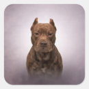 Recherche de american staffordshire terrier Chiot