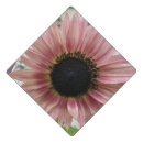 Search for sunflowers graduation cap toppers Nature