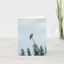Search for white feather cards Wildlife