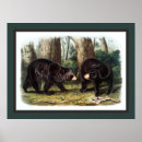 Recherche de naturalistes posters Audubon