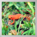 Recherche de salamander posters Orange