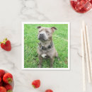 Recherche de attention serviettes Animal