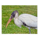 Recherche de cigogne posters Floride