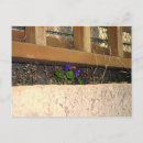 Search for violet spring flower postcards Botanical