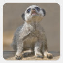 Recherche de suricate autocollants Animaux