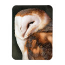 Recherche de hiboux magnets Oiseaux
