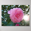 Search for japonica posters Camellia