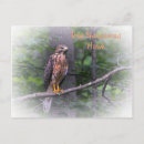 Recherche de buse cartes postales Faune