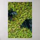 Search for green leaf posters Fern