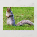 Recherche de curieux cartes postales Animal