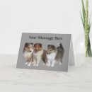 Search for sheltie cards Collie