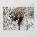 Recherche de cuttest cartes postales Faune animale