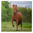 Recherche de poneys carreaux Pour elle