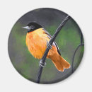 Search for oriole magnets Bird