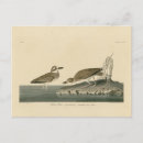 Recherche de siffleur cartes postales Illustration