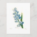 Search for blue hyacinth postcards Vintage