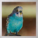 Recherche de perruches posters Animal