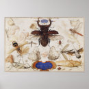 Search for vintage insect posters Moth