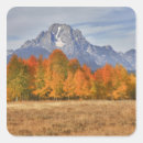 Search for aspen trees stickers Environment