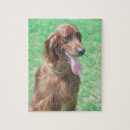 Search for irish setter puzzles Dog