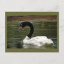Recherche de swan cartes postales Noir