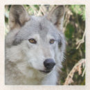 Search for portrait glass coasters Wildlife