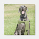 Recherche de chandail magnets Chien