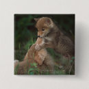 Recherche de coyote de badges Animal