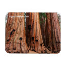 Search for sequoia national park magnets Trees