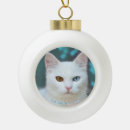 Search for text ornaments Cat