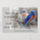 Recherche de bluebird invitations Nature