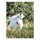 Search for mountain horse posters Cute