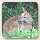 Search for fawn coasters Forest