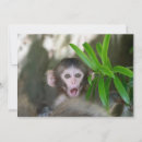 Search for macaques cards Young animal