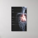 Search for respiratory system art Vertical