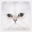 Search for white persian cat stickers Feline